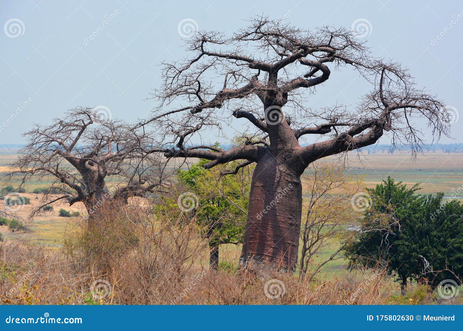 or Boab, Boaboa, Bottle Tree, Upside-down Tree Stock Photo - Image of chobe, adansonia: 175802630