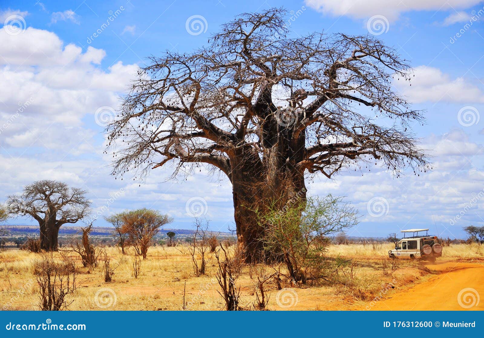 Baobab or Boab, Boaboa, Bottle Tree, Tree, and Monkey Bread Stock Photo - Image of baobab, masai: