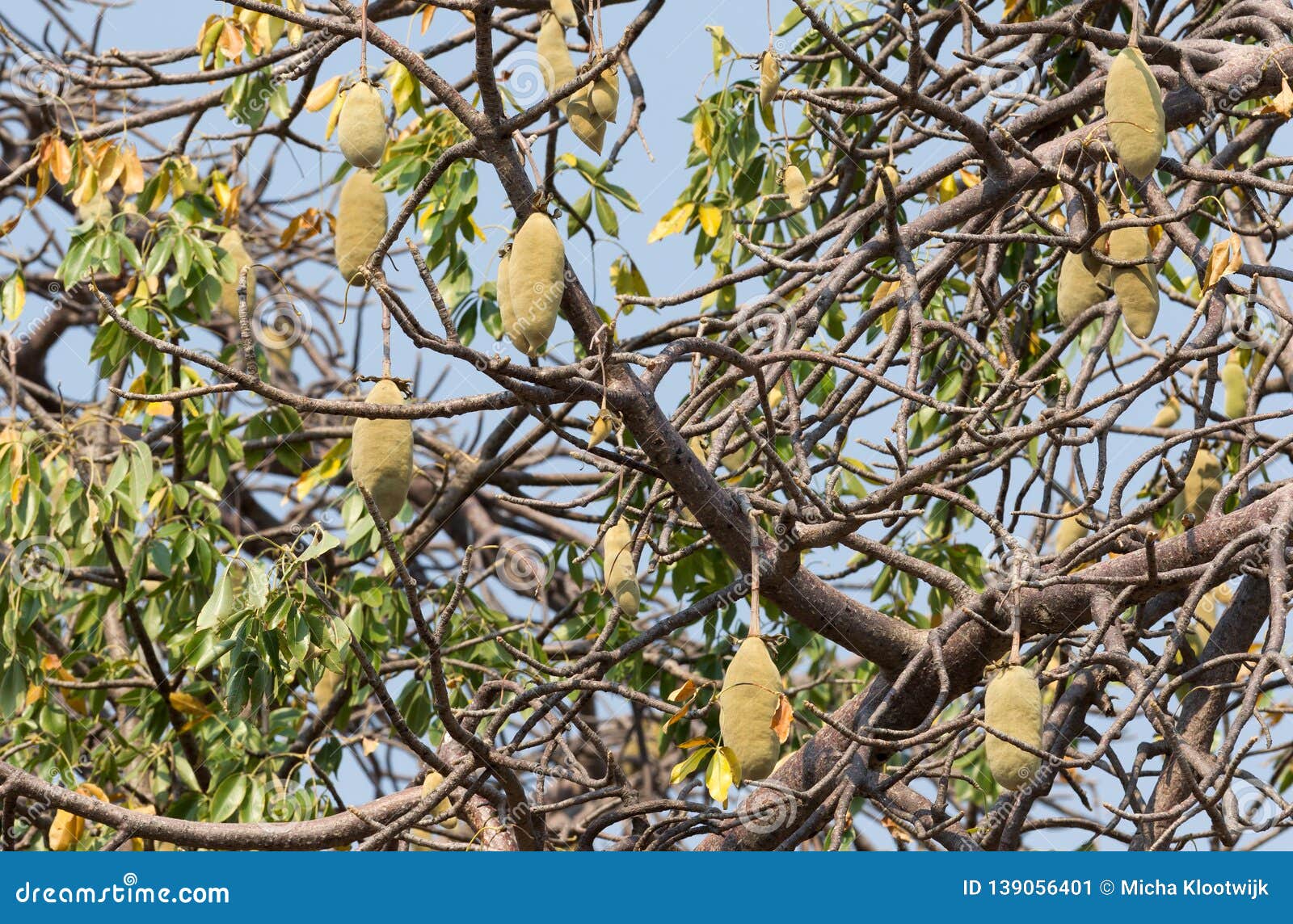 Baobab fruit stock image. Image of large, avenue, landscape 139056401