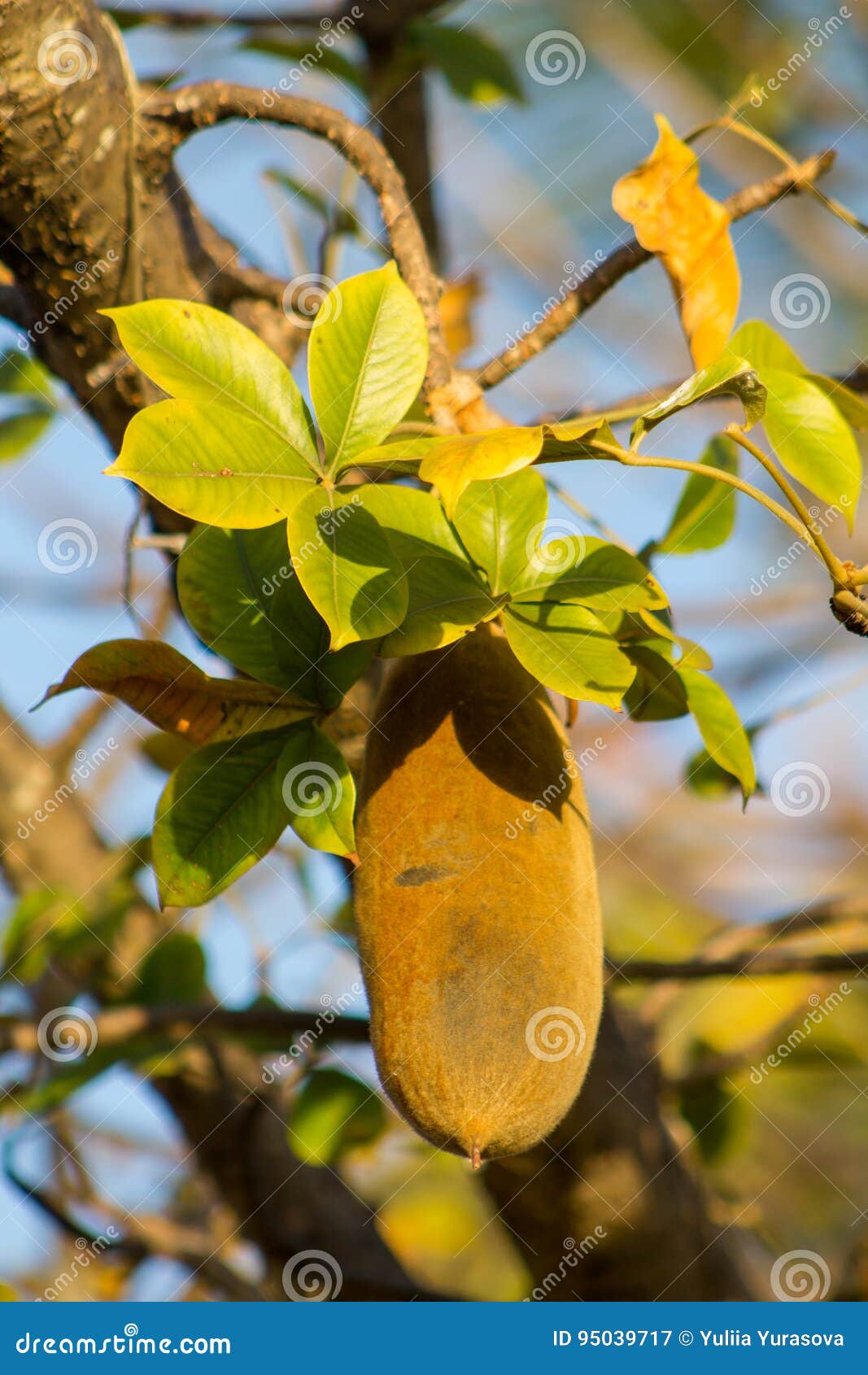 Baobab Fruit Stock Image. Image Of Branch, Landscape - 95039717