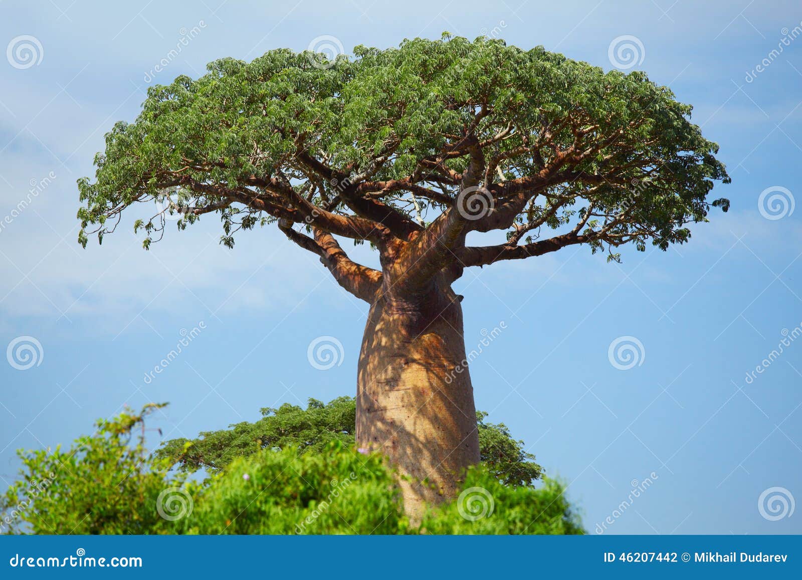 Baobab stock photo. Image of african, summer, plant, group 46207442