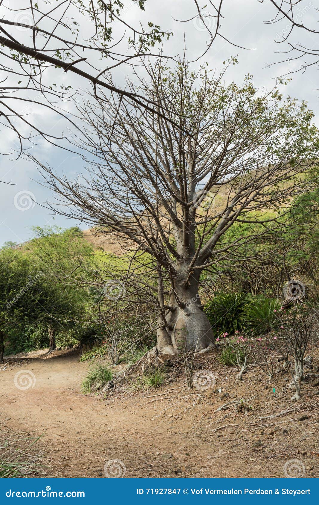 Baobab In Koko Crater Botanical Garden Stockbild Bild Von Sahne