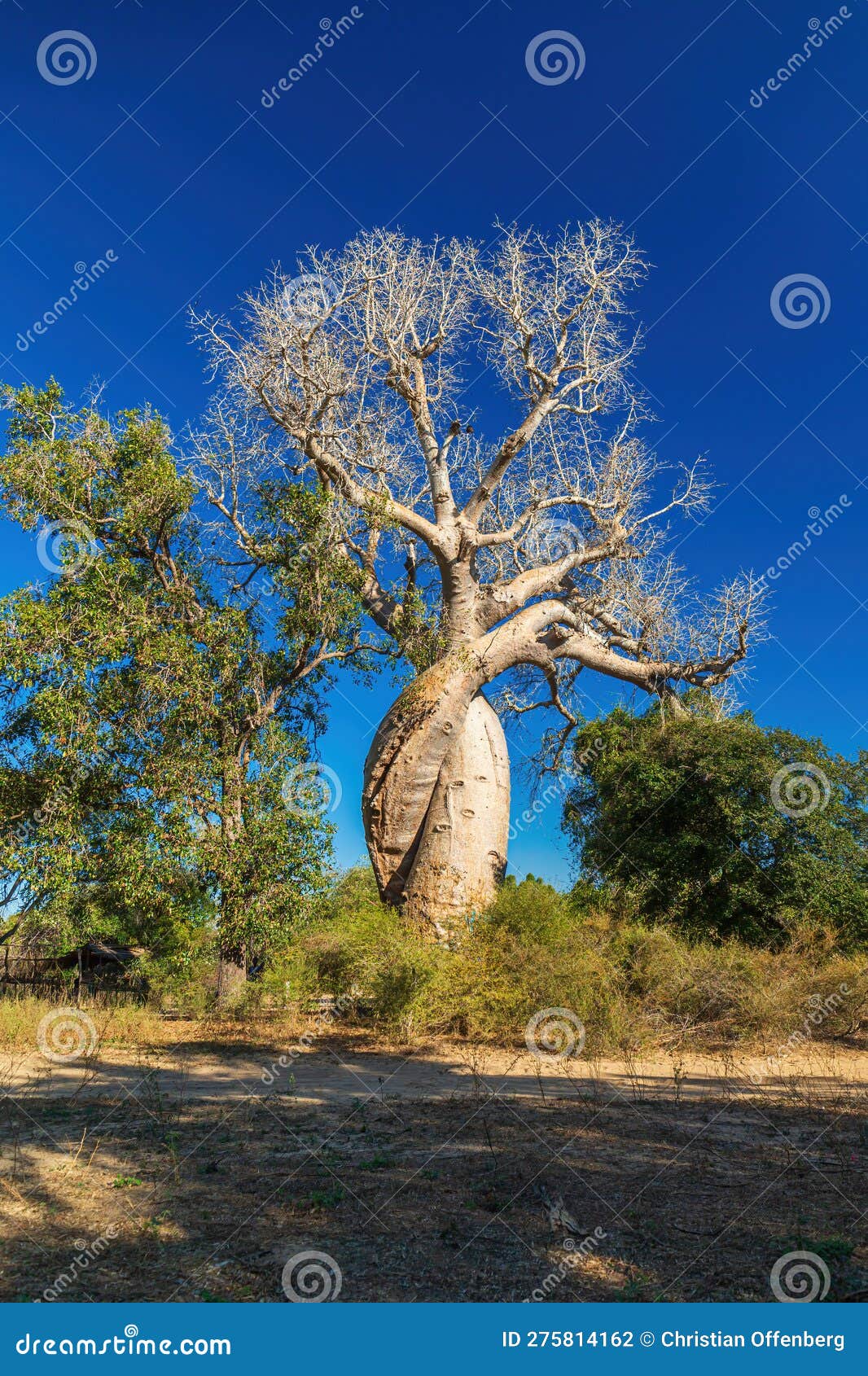 Baobab Called the Baobab of Lovers or Baobabs Amoureux in French