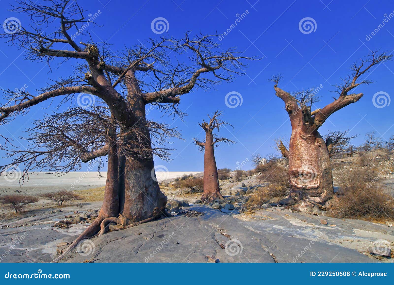 baobab, makgadikgadi pans national park, botswana