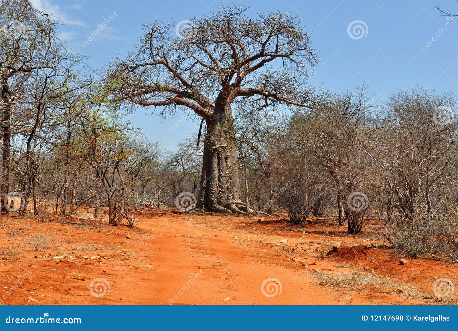 udløb pelleten Udover Baobab and Red Soil in Africa Stock Photo - Image of flora, national:  12147698