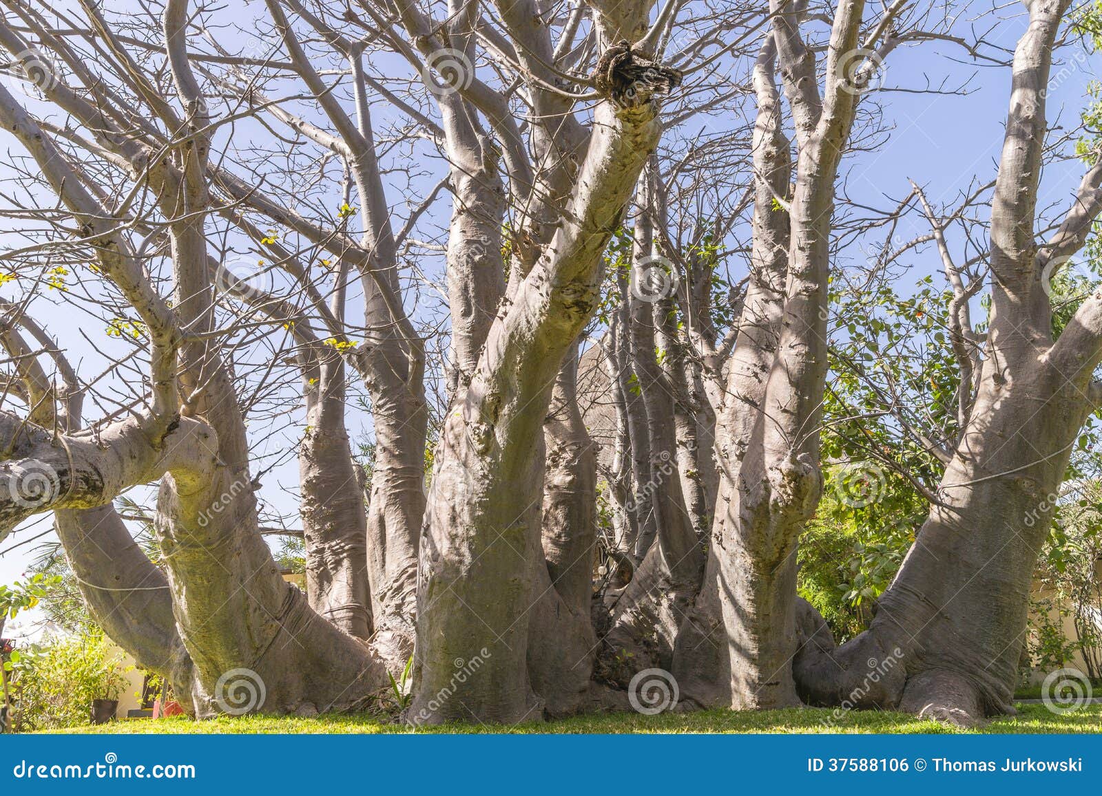334 Baobab Texture Stock Photos - Free & Royalty-Free Stock Photos