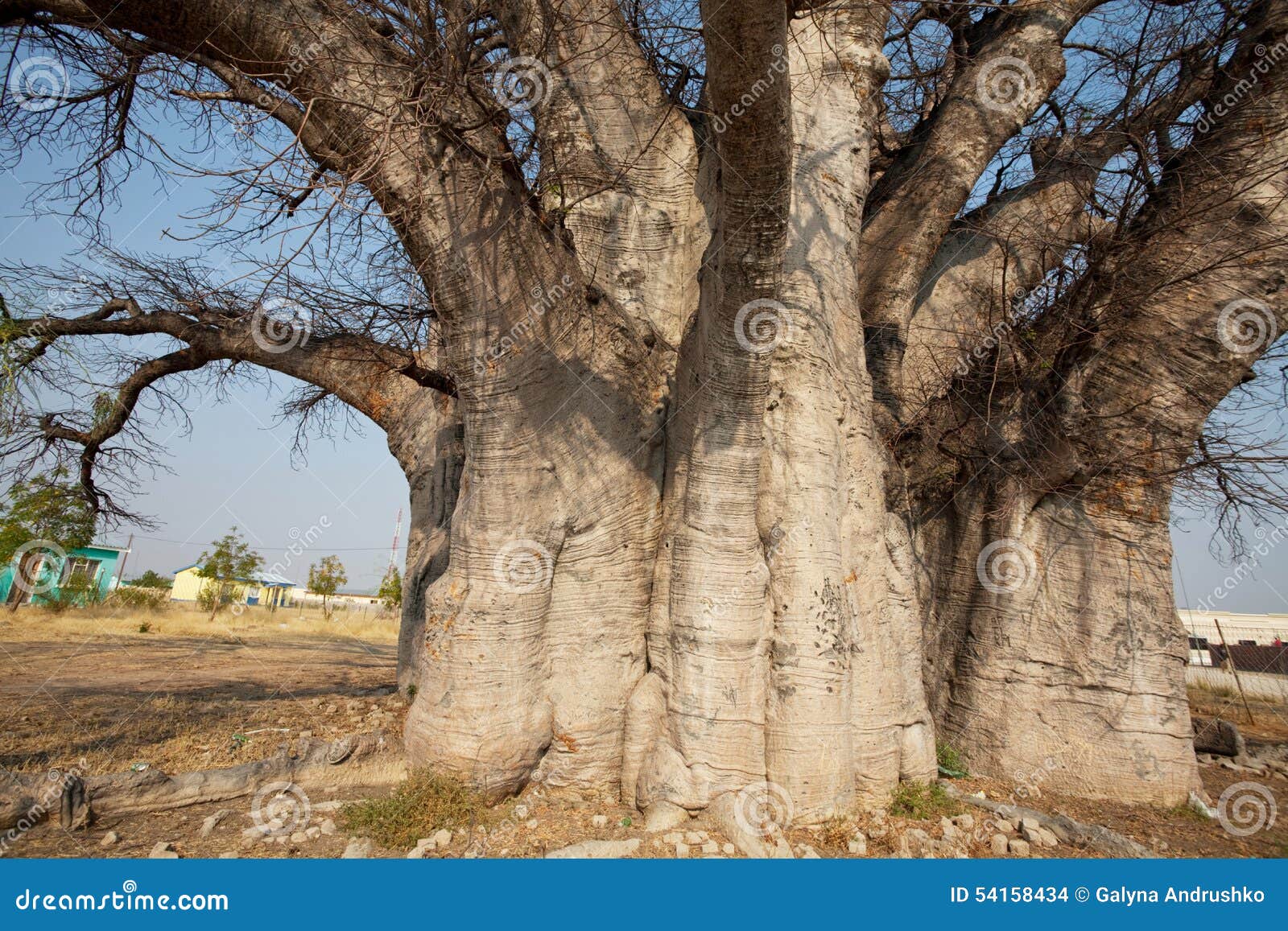 Baobab stock photo. Image of forest, wood, africa, tree 54158434