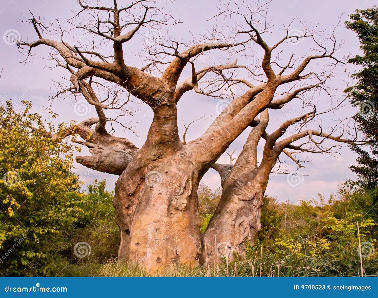 Baobab tree stock image. Image of branches, funky, growth 9700523