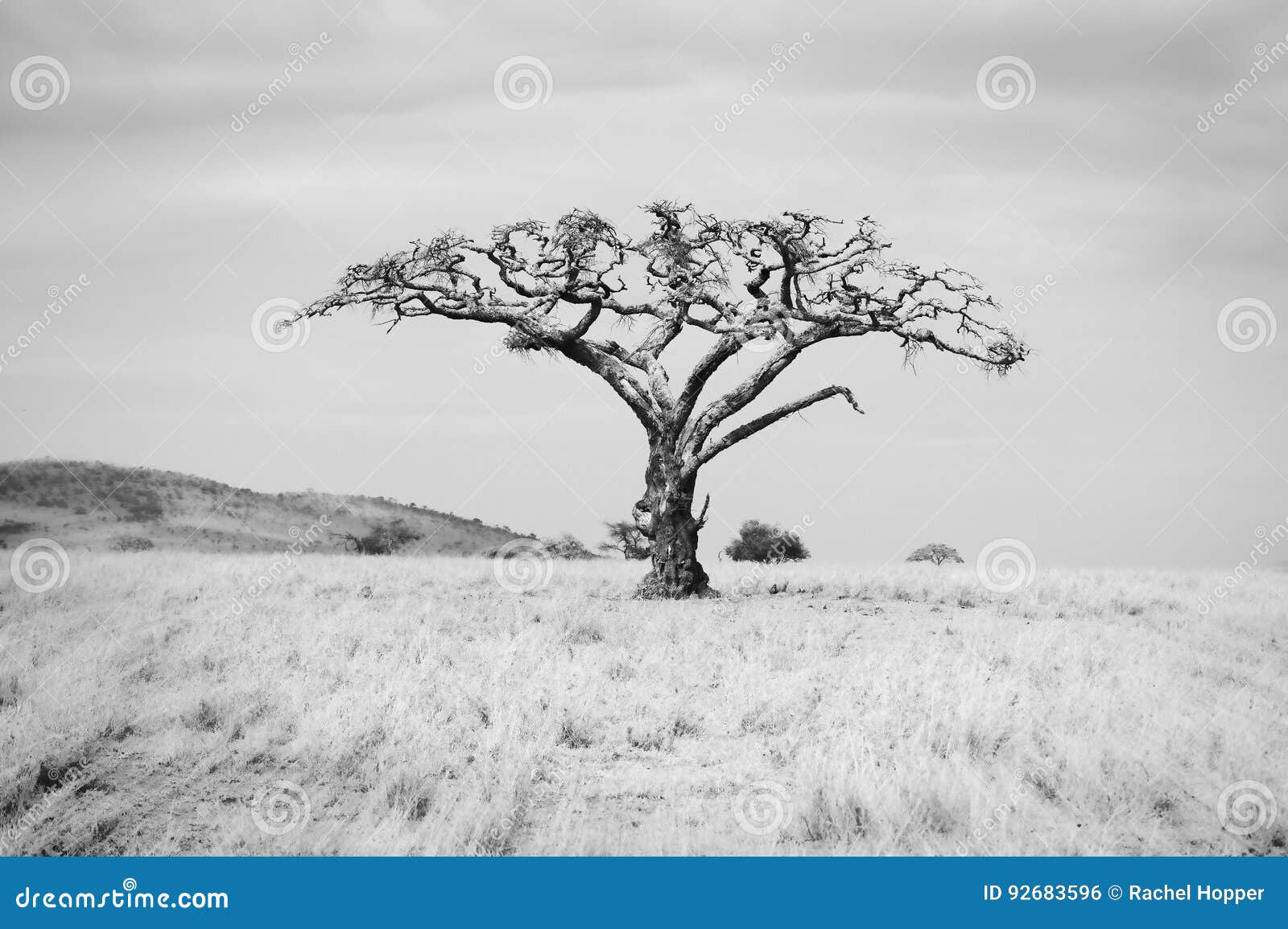langs verkiezen Bewijzen Baobab Tree on the Plains of the Serengeti in Northern Tanzania Stock Photo  - Image of attraction, grasslands: 92683596