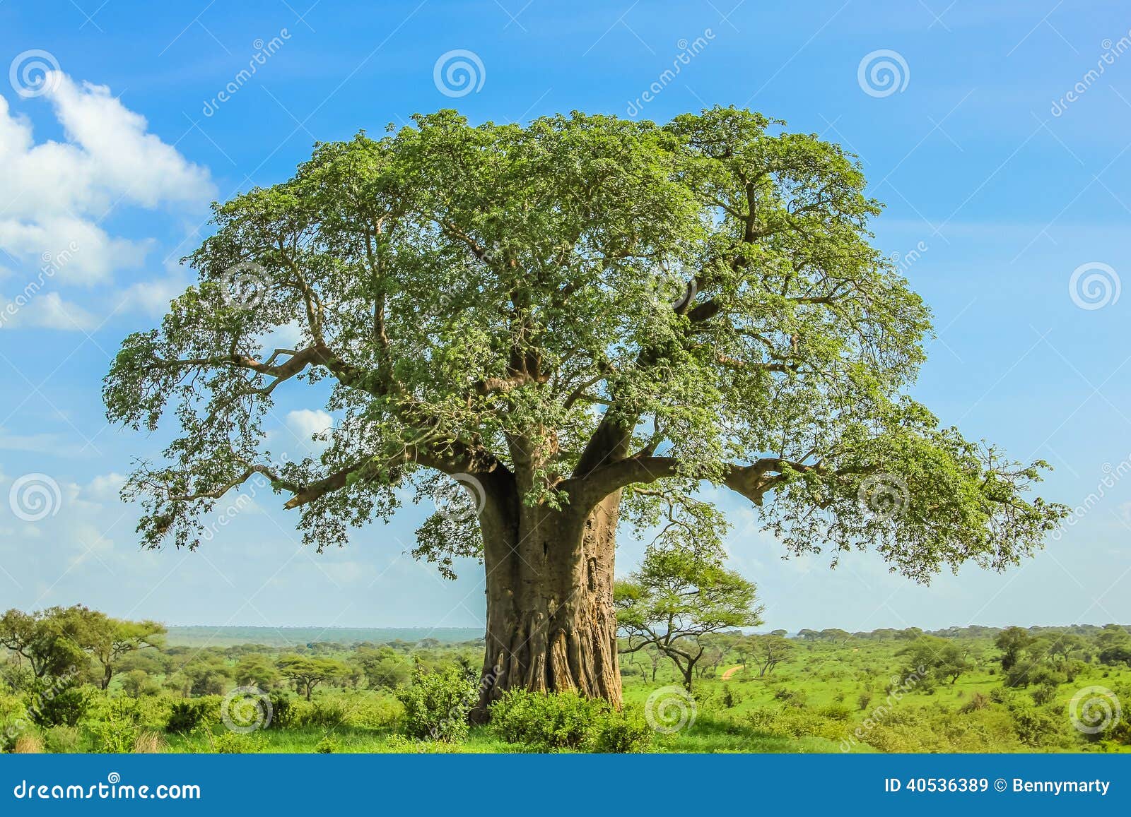 7 3 Baobab Photos Free Royalty Free Stock Photos From Dreamstime