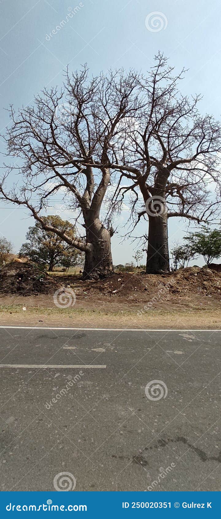Baobab trees, Mandu stock image. Image of enormous, gazelle 250020351