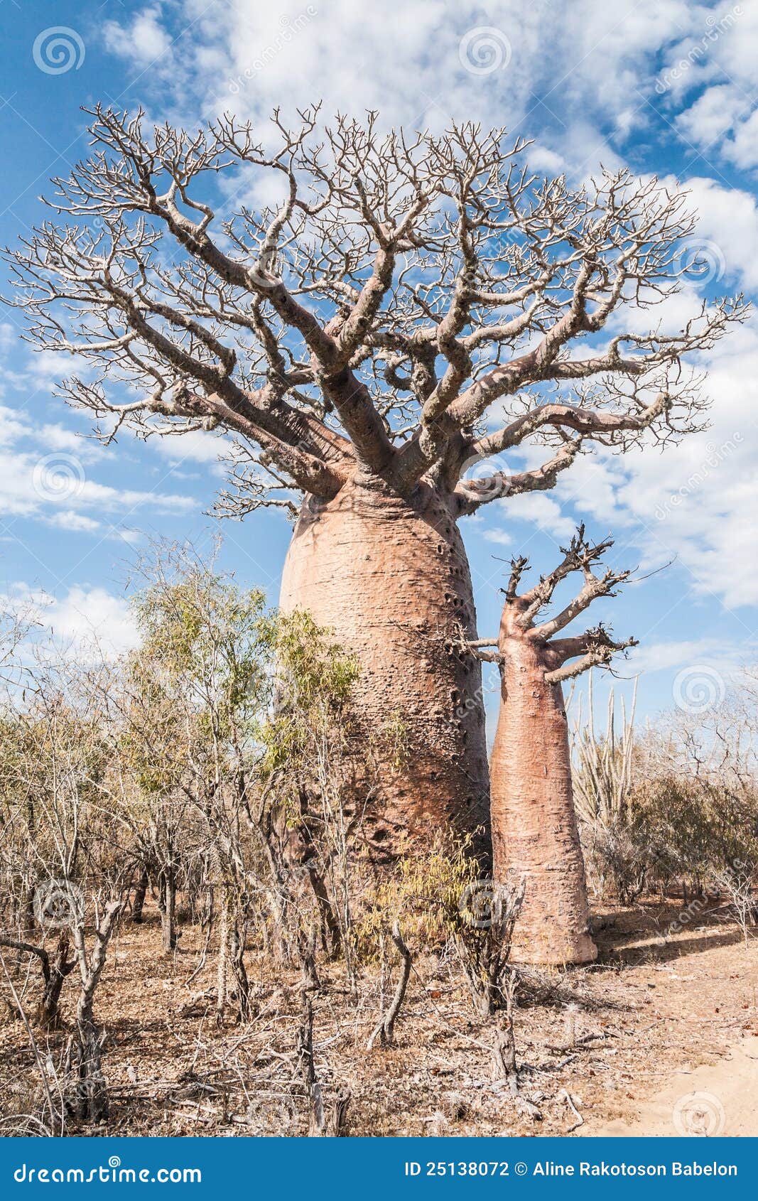 Baobab trees and savanna stock photo. Image of scenic 25138072