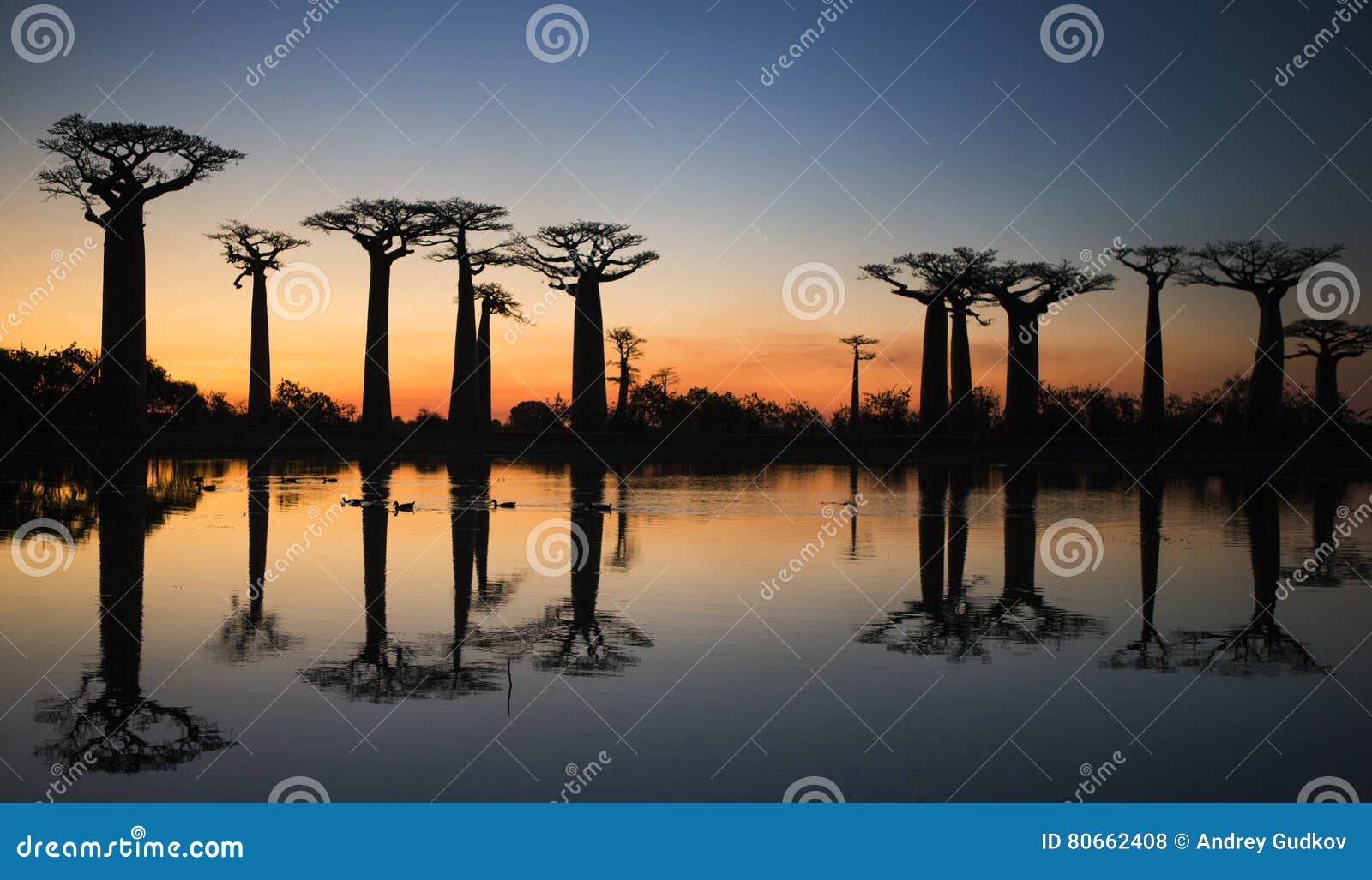 baobabs at sunrise near the water with reflection. madagascar.