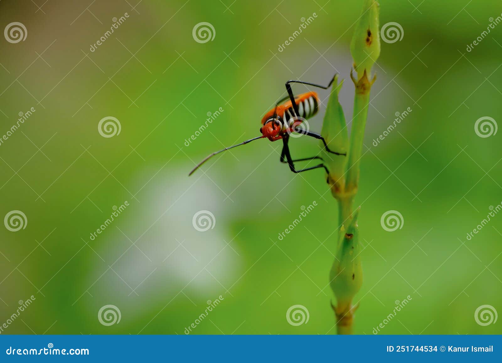 Bapak Pucung or Bok Bok Cong is a Species of True Ladybugs Stock Photo - Image of beautiful, close: 251744534 Bapak Pucung or Bok Bok Cong is a Species of True Ladybugs Stock Photo - Image of beautiful, close: 251744534