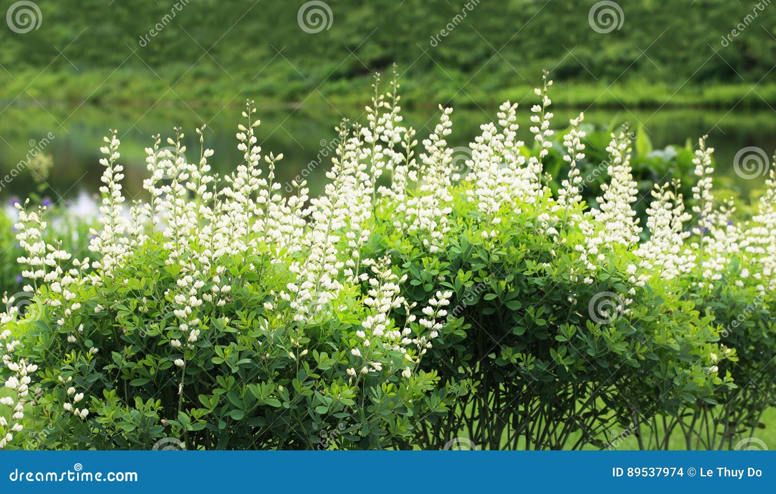 baptisia alba flower