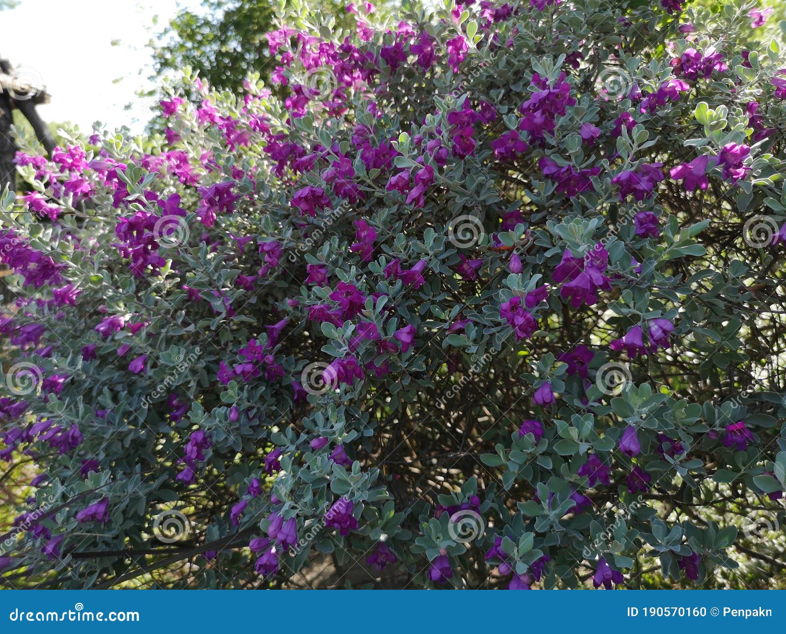 Barómetro De Flor Morada Arbusto Sage Púrpura Texas Ranger Silverleaf  Planta De Ceniza Florecer En El Jardín Naturaleza Fondo Foto de archivo -  Imagen de verde, rosa: 190570160