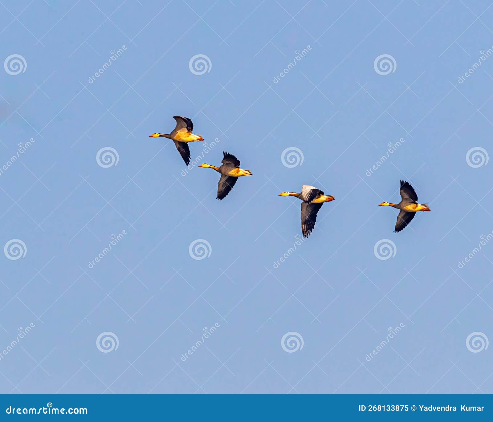 Bar headed goose flying stock image. Image of foggy 268133875