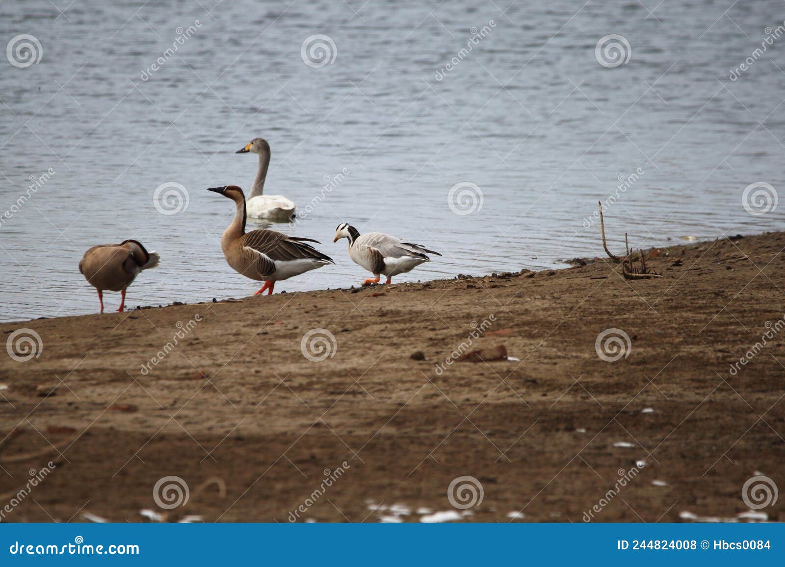 127 Catching Goose Stock Photos - Free & Royalty-Free Stock Photos from  Dreamstime