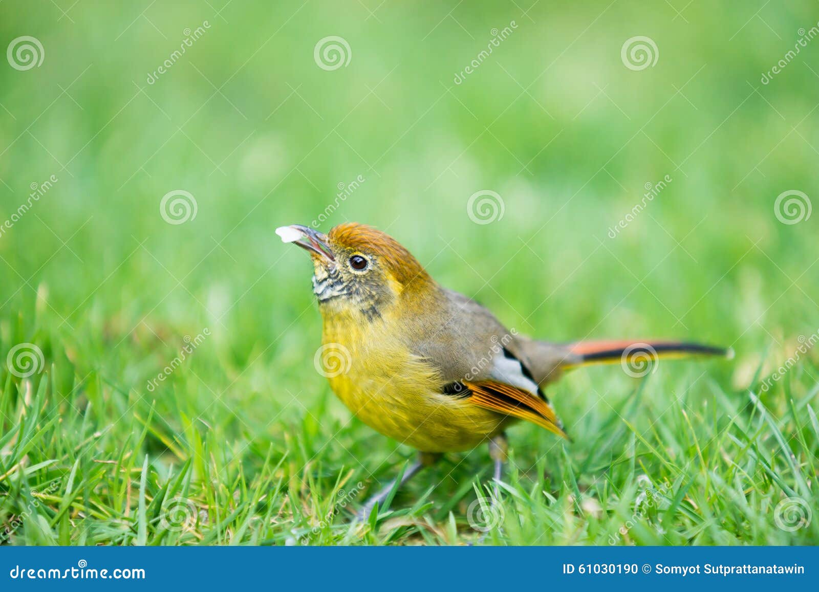 bar-throated minla, chestnut-tailed minla bird in nature