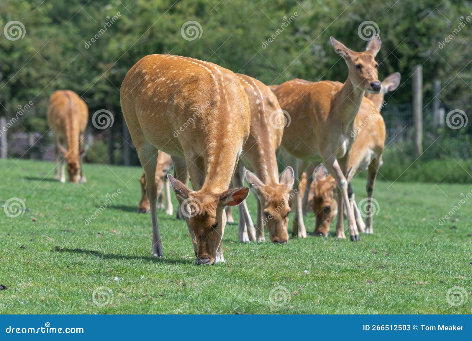 barasingha rucervus duvaucelii deer