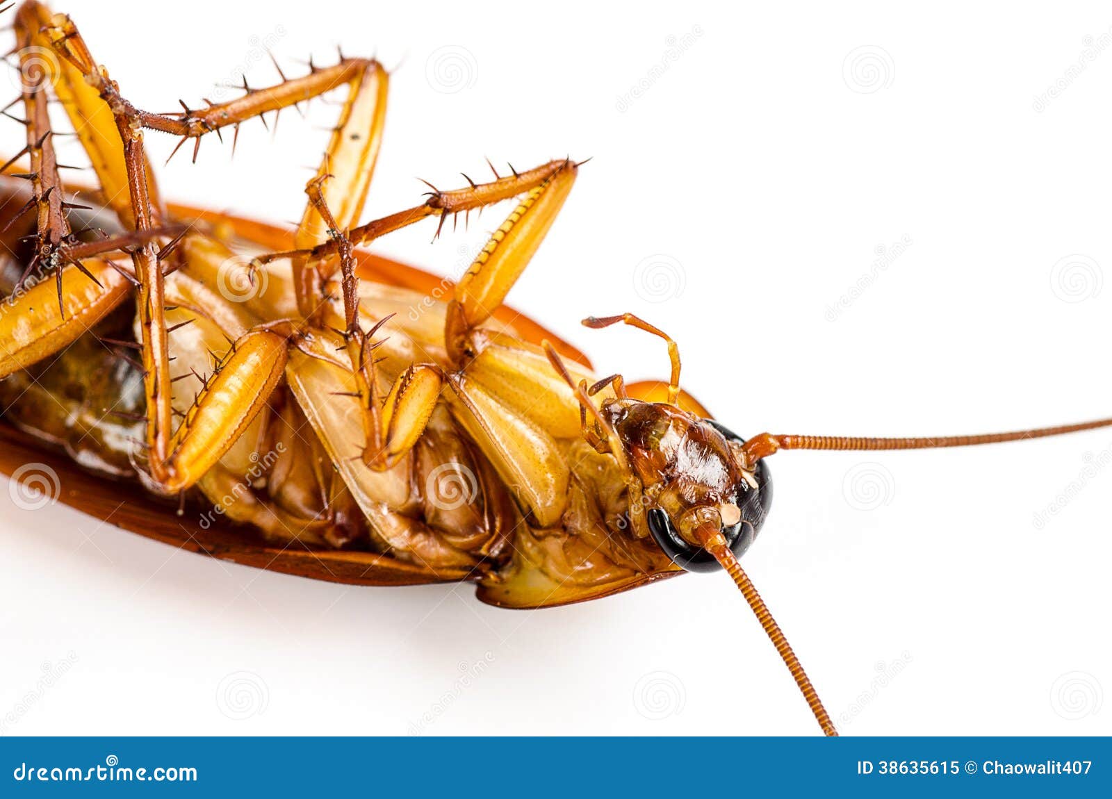 Baratacara imagem de stock. Imagem de olho, sujo, animal 38635615