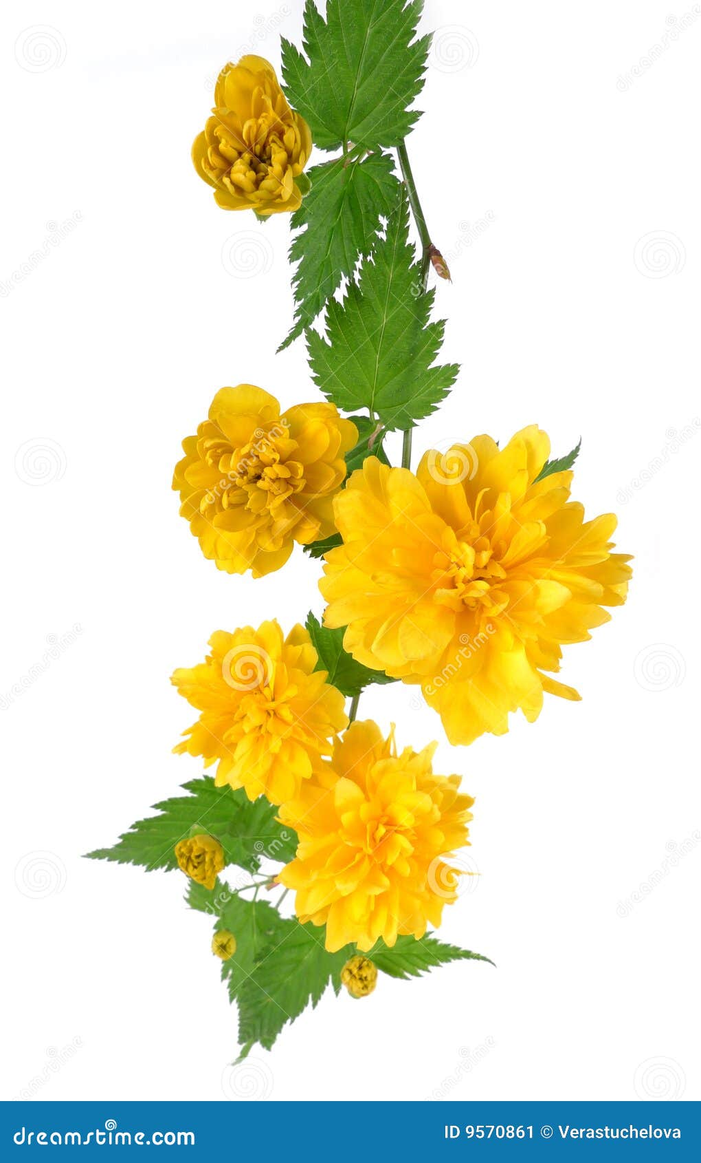Kerria Japonica, Also Known As The Japanese Marigold Bush RoyaltyFree