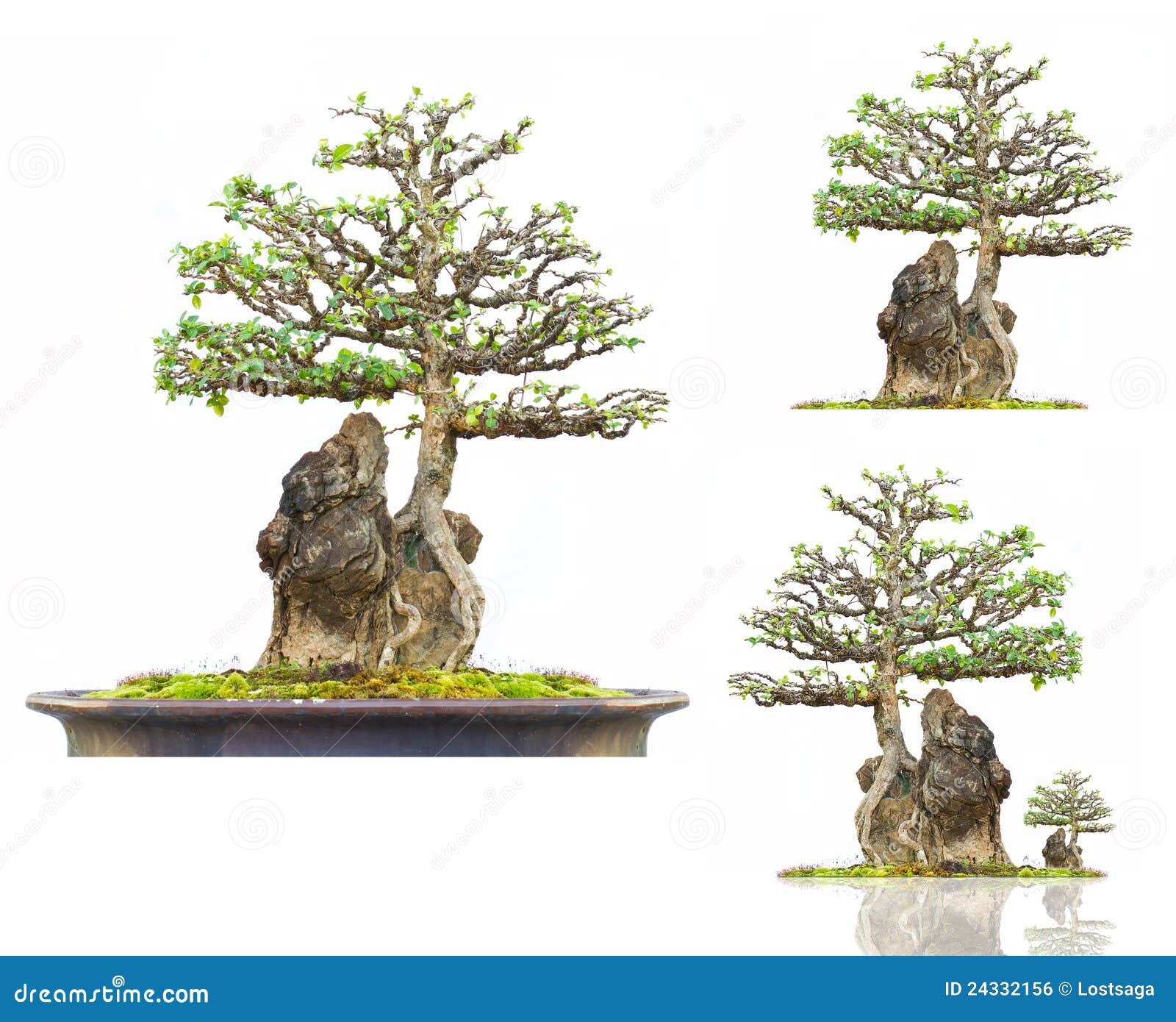 Barbados Cherry Bonsai Tree on Stone Stock Photo Image of branch