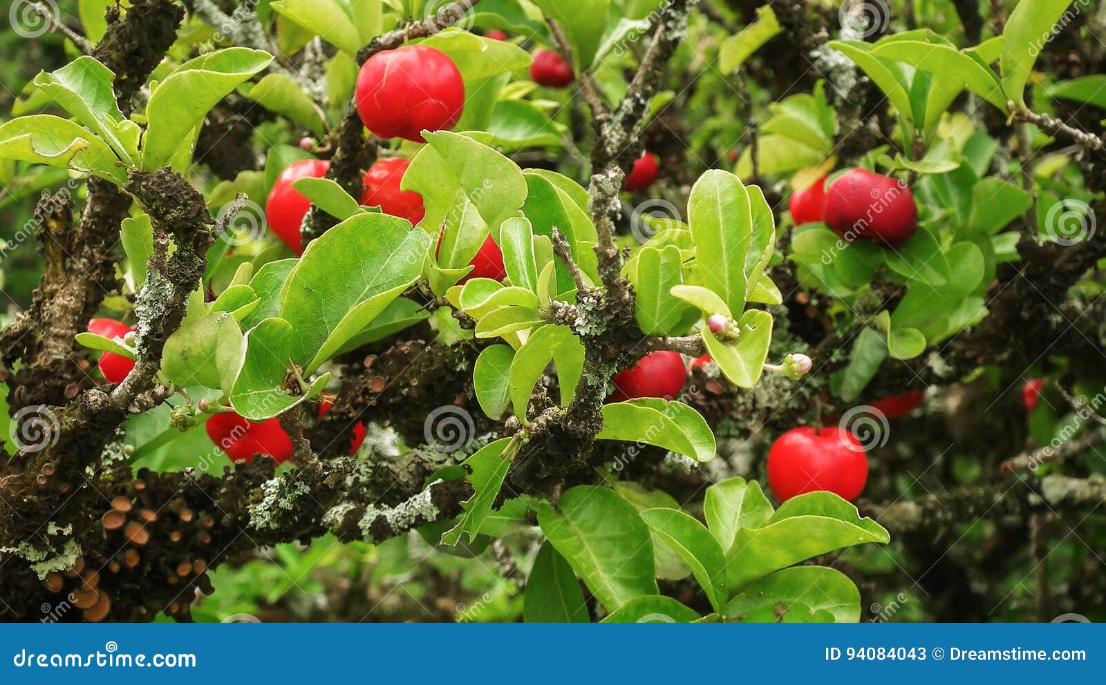Barbados Cherry Stock Image Image Of Tropical Tree