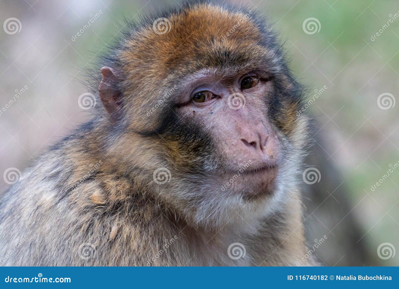 portrait of barbary macaque with serious eyes