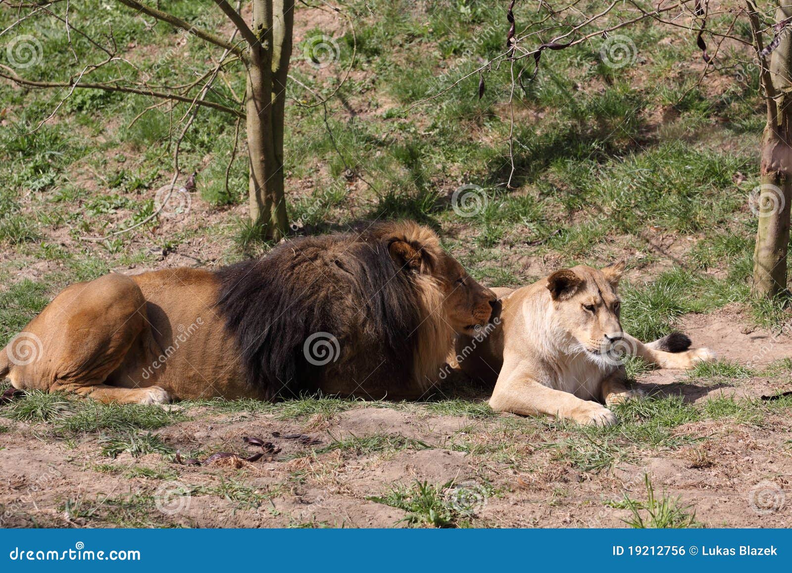 barbary lion