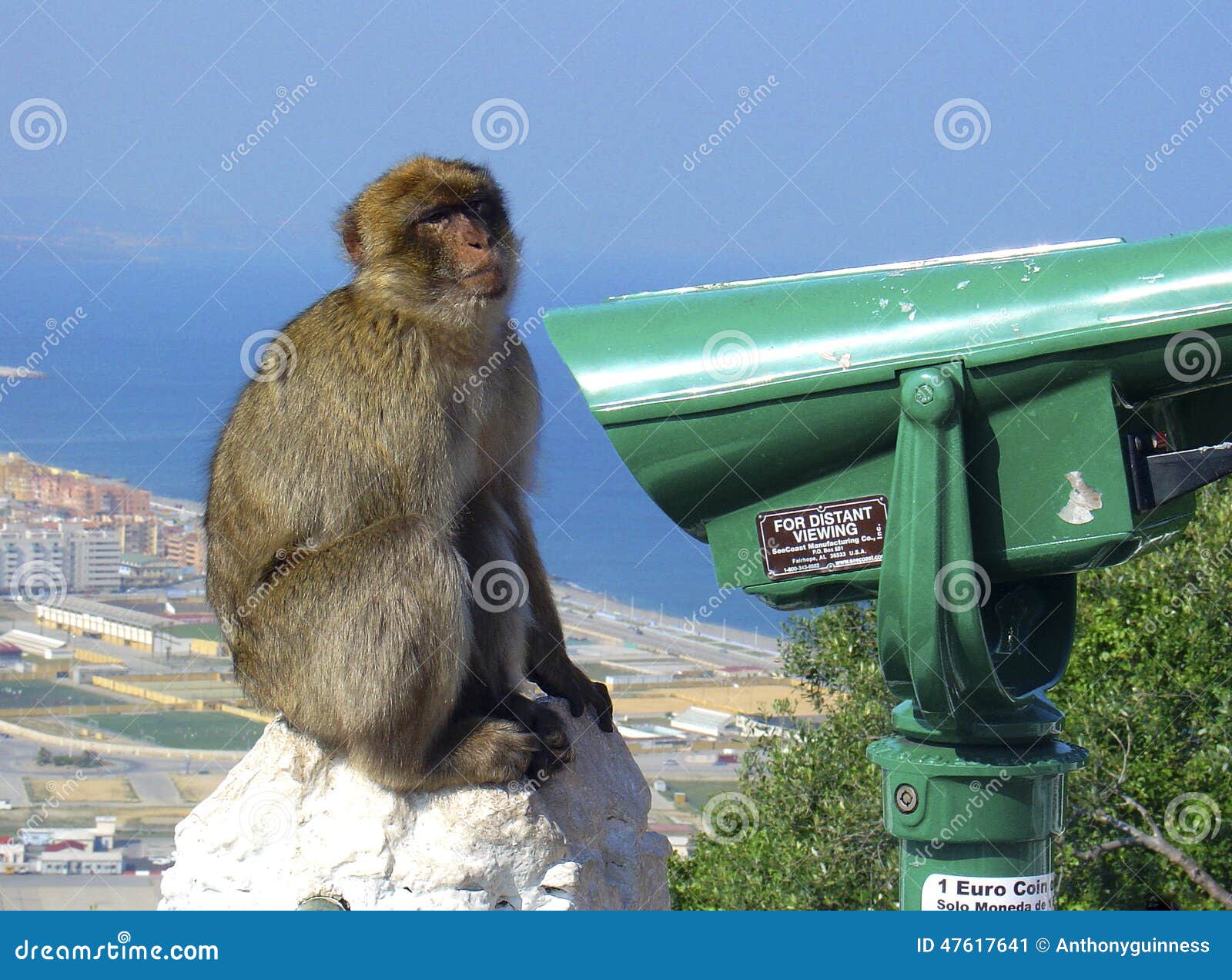 barbary macaque (ape of gibraltar)