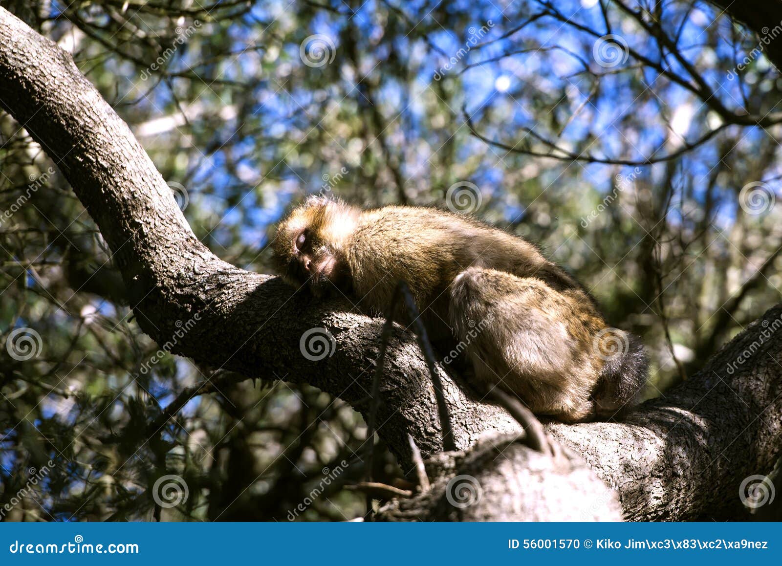 barbary macaque asleep