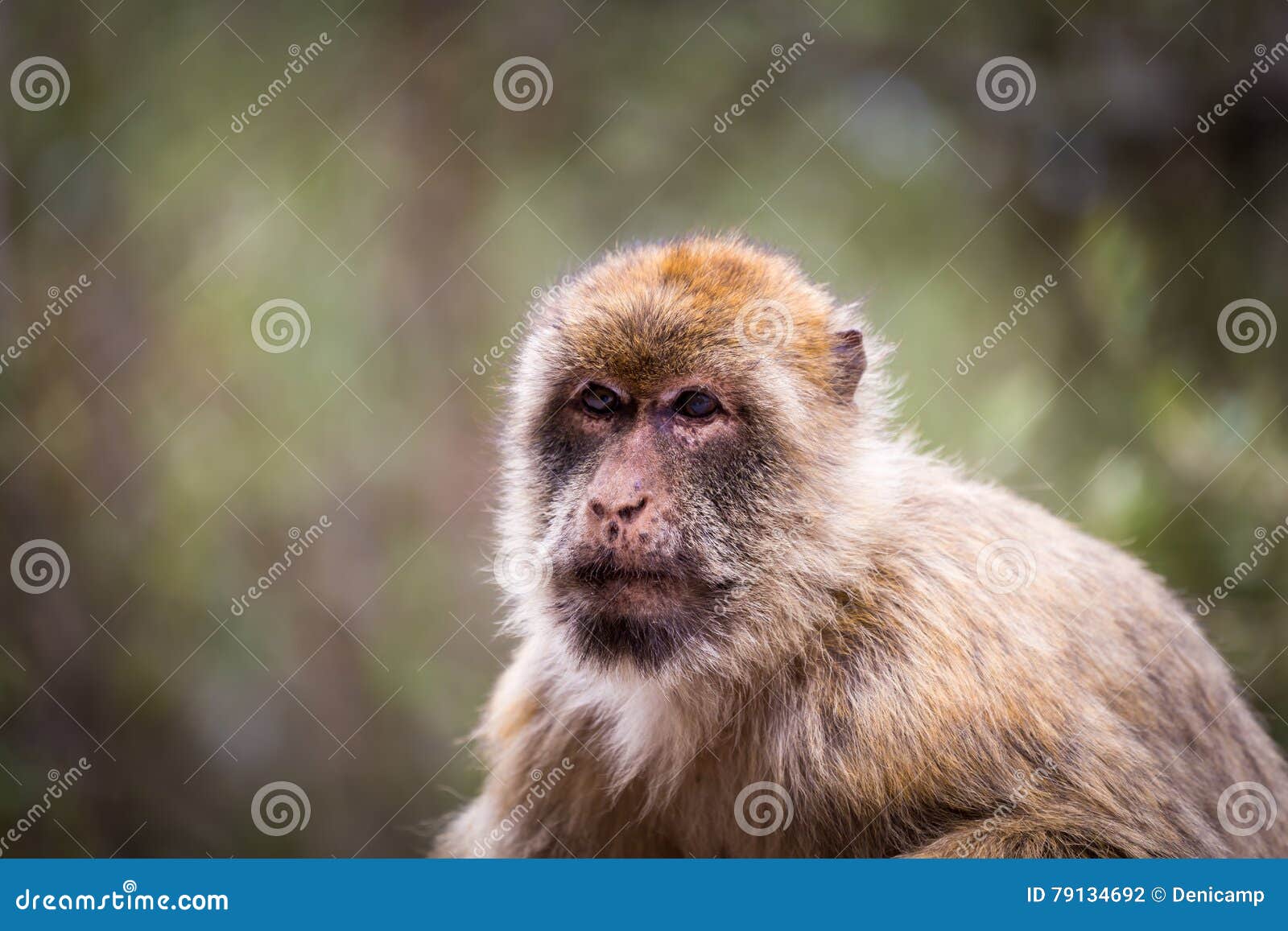 barbary macaque gibralta.