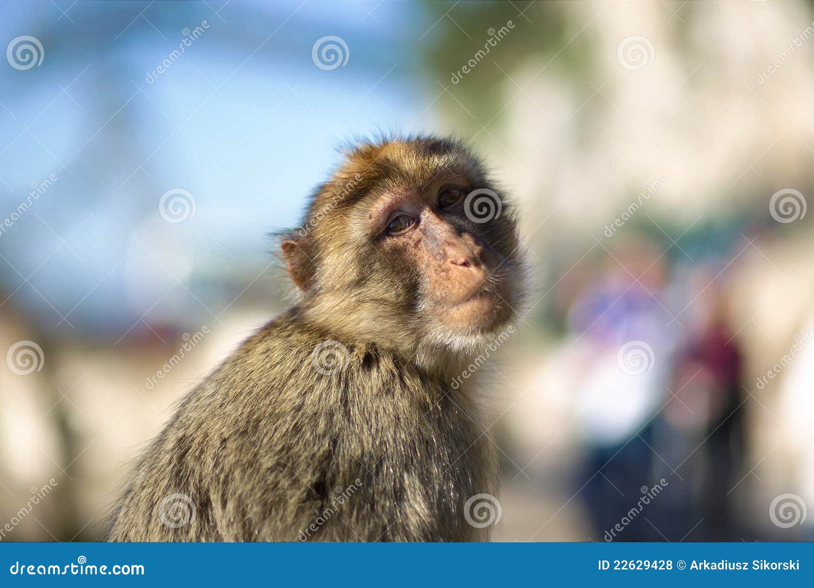 the barbary macaque of gibraltar.