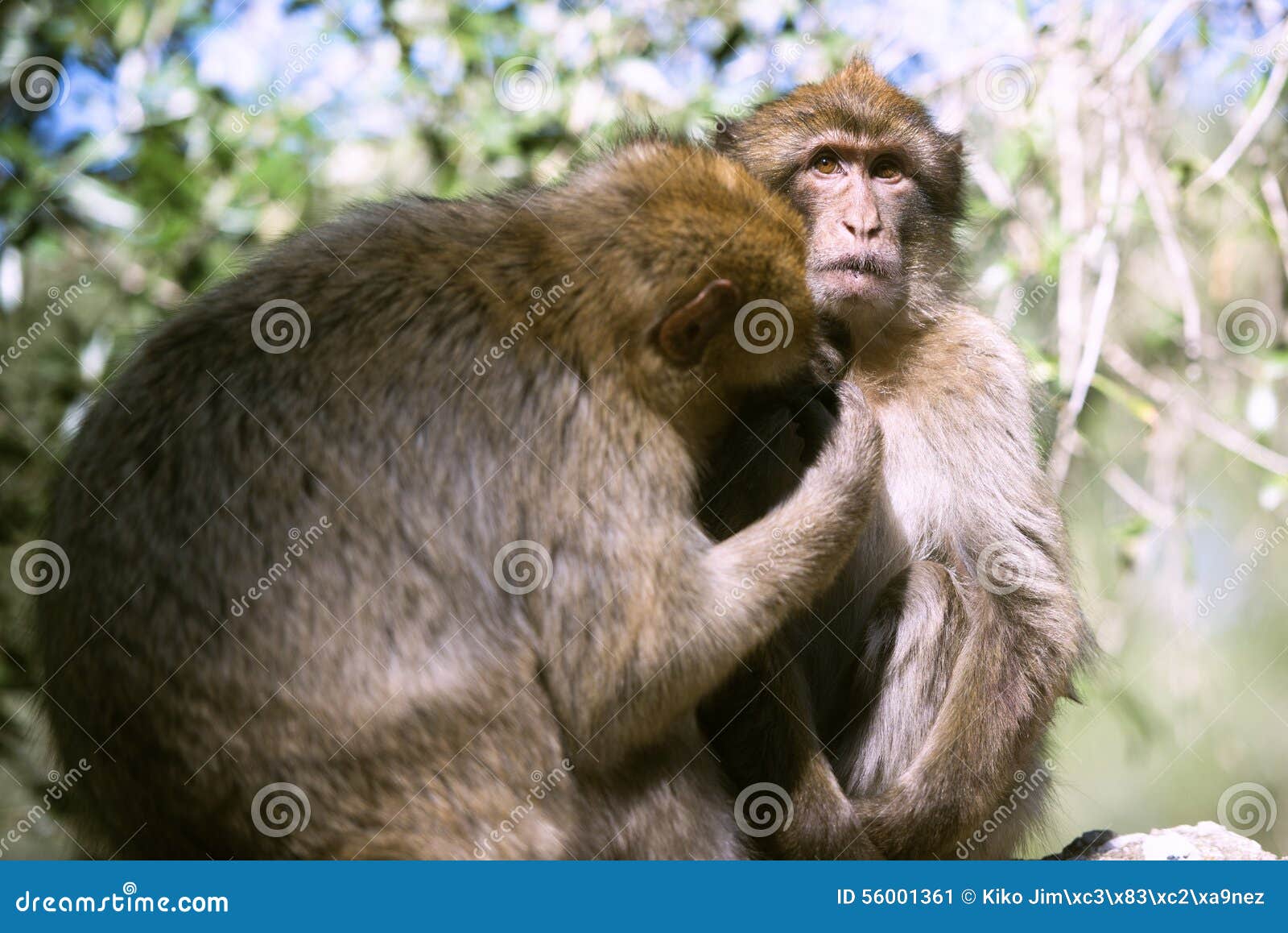 barbary macaque