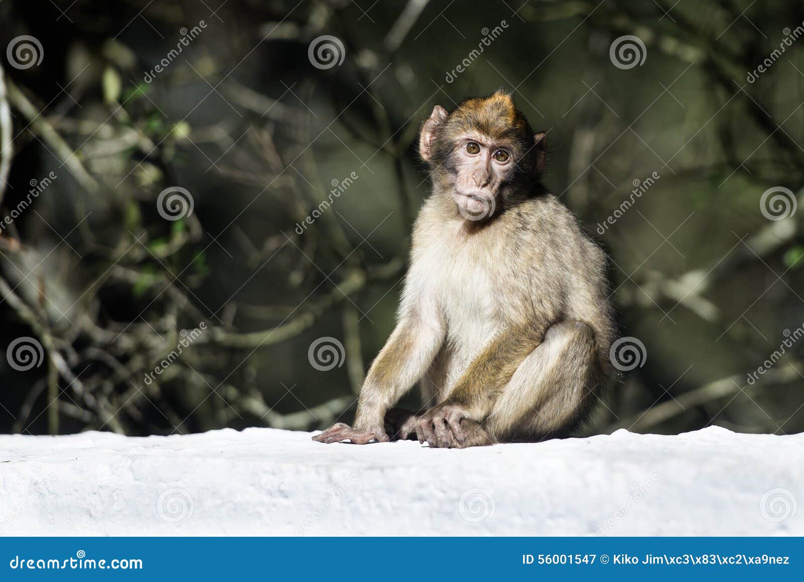 barbary macaque