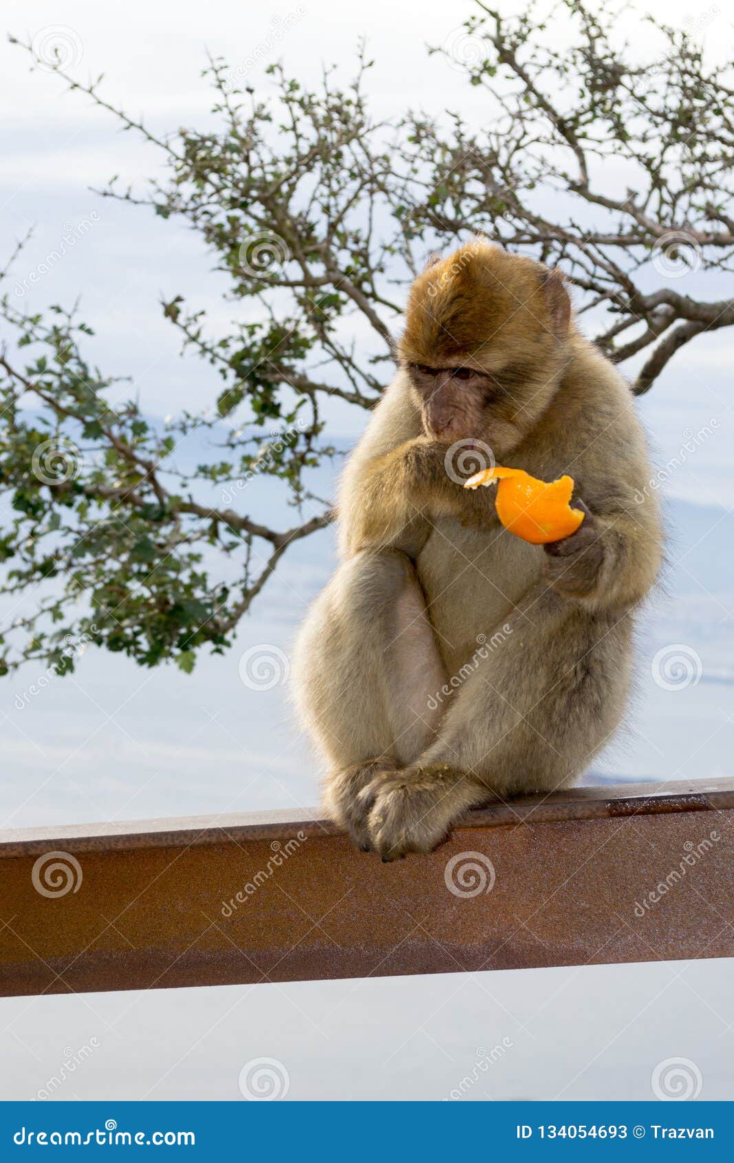 barbary macaque monkey in gibraltar