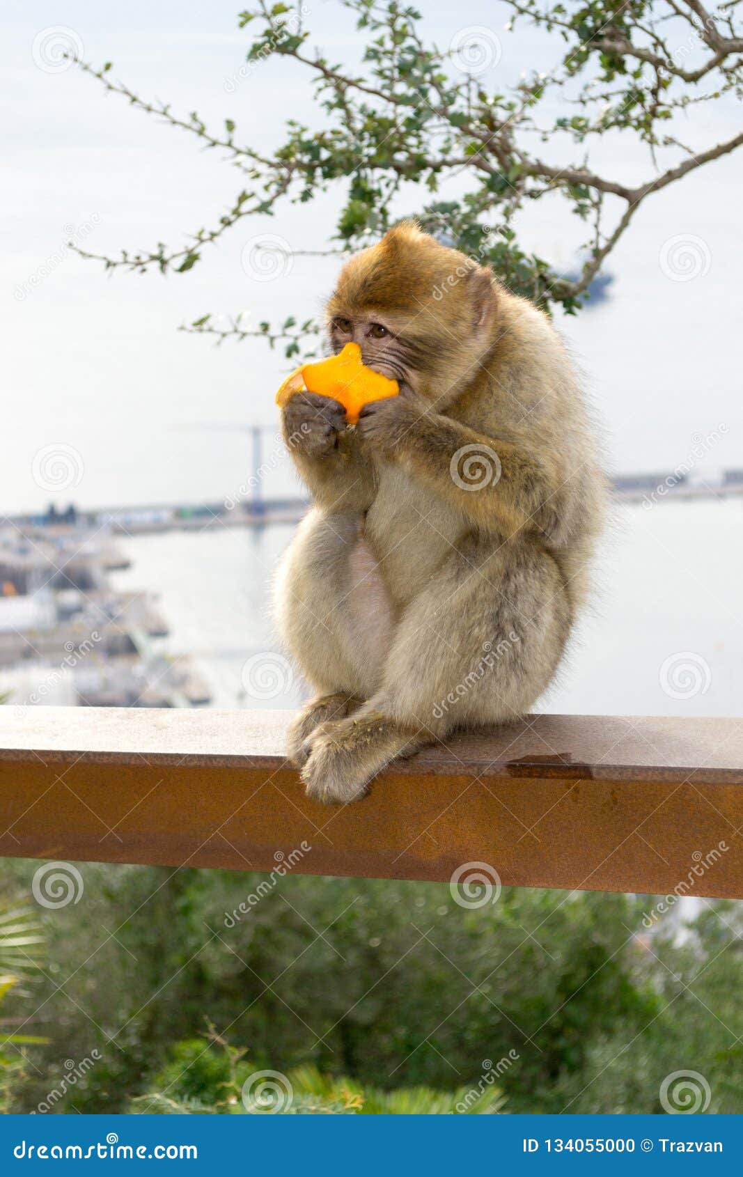 barbary macaque monkey in gibraltar