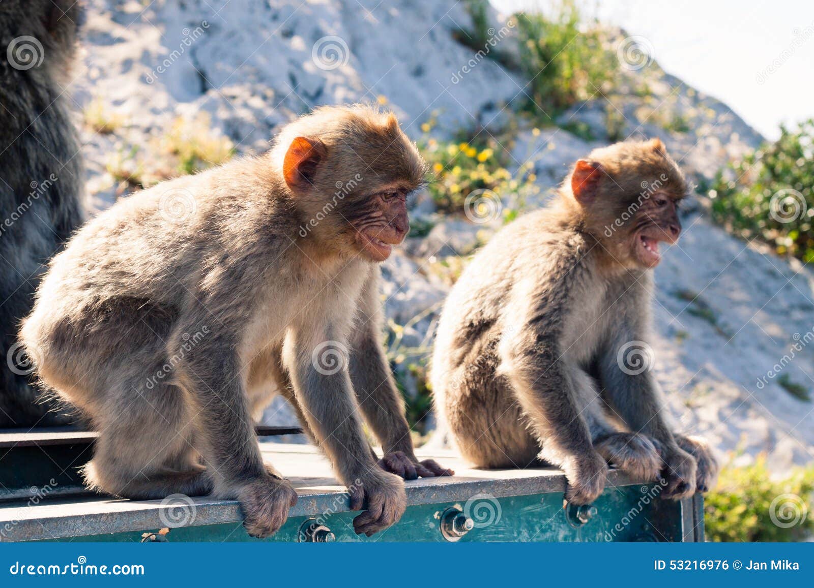 barbary macaques