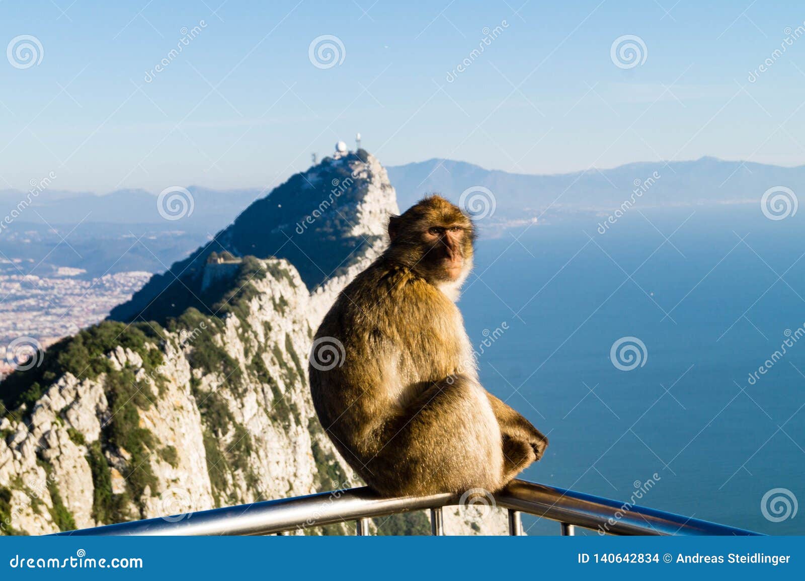 barbary monkeys sylvanus macaca