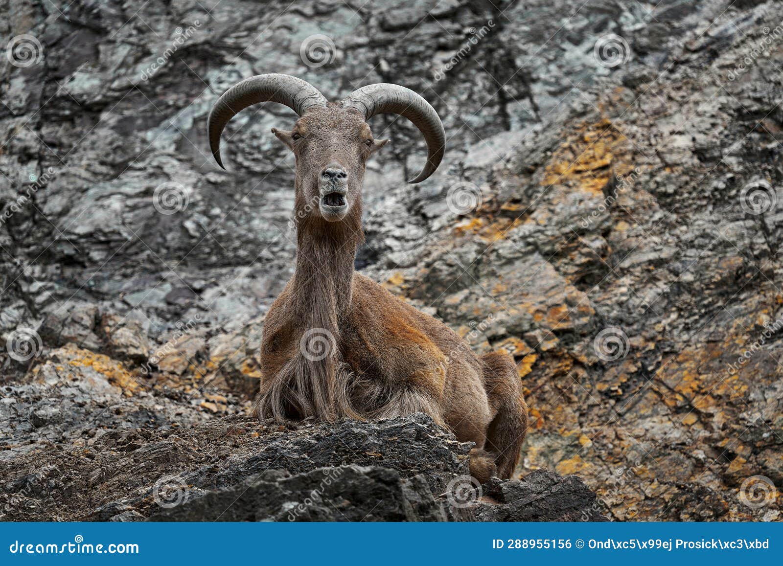 barbary sheep, ammotragus lervia, morroco, africa. animal in the nature rock habitat. wild sheep on the stone, horn animal in the