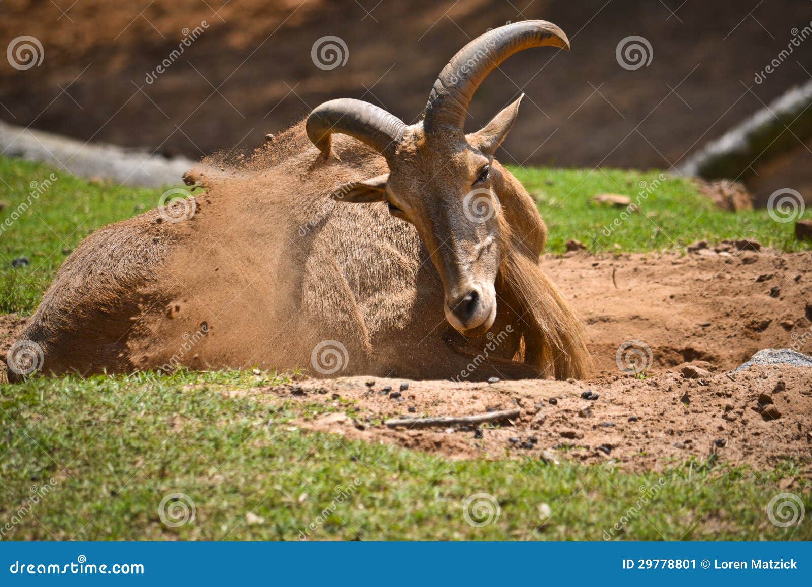 Barbary sheep stock image. Image of africa, goat, spiral 29778801