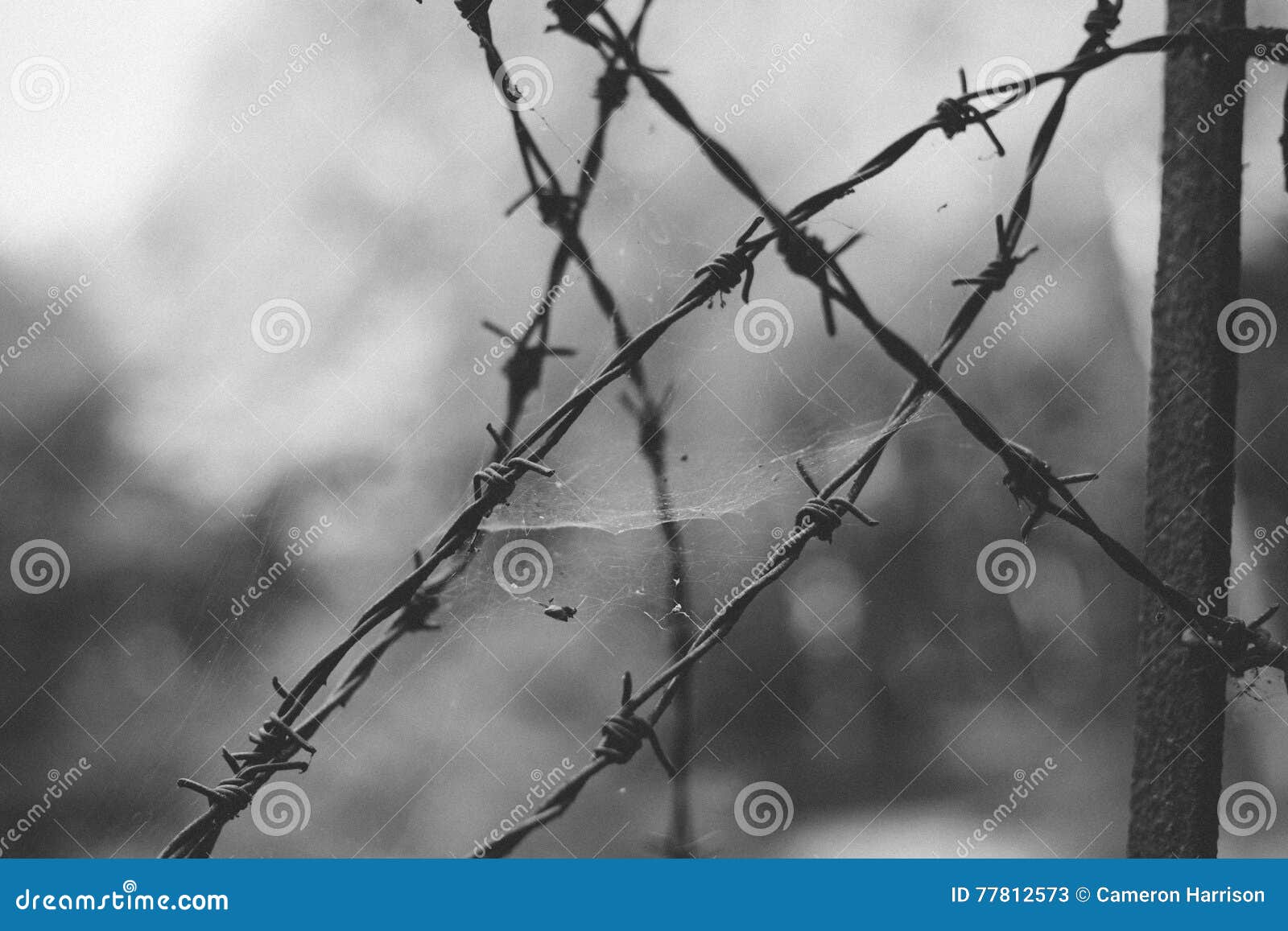 Barbed Wire stock image. Image of warning, danger, sign - 77812573