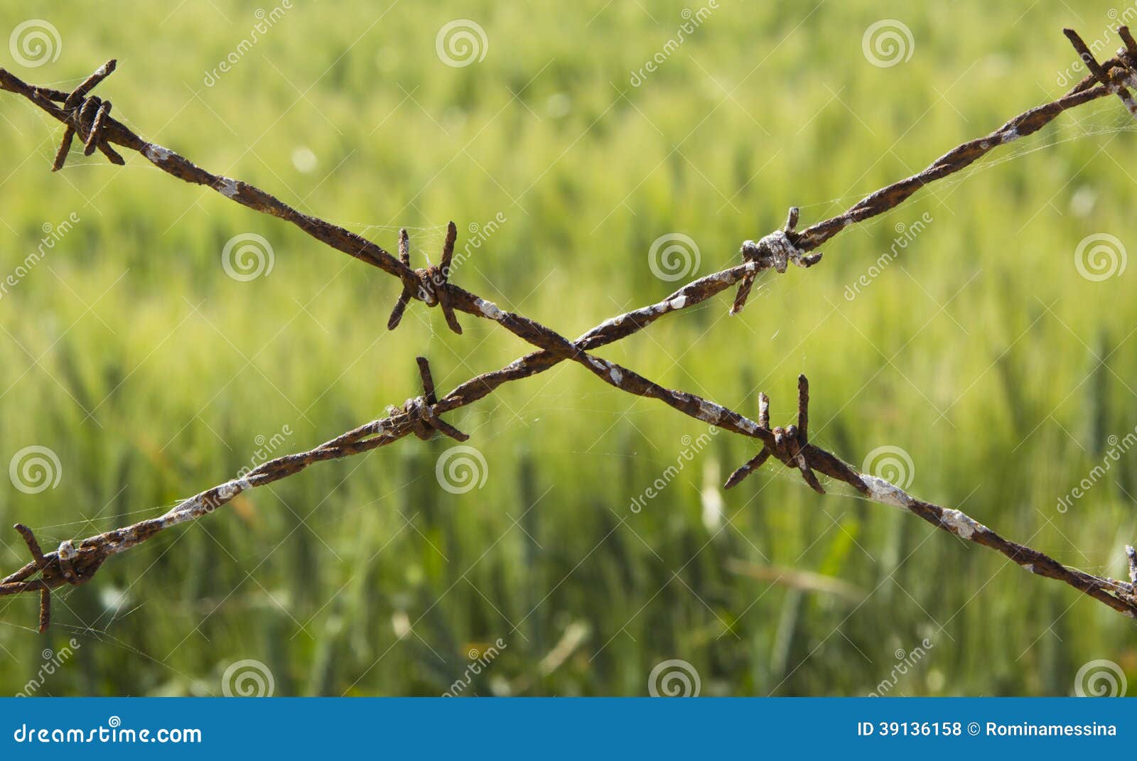 Barbed Wired and Green Grass Stock Photo Image of nature, grass 39136158