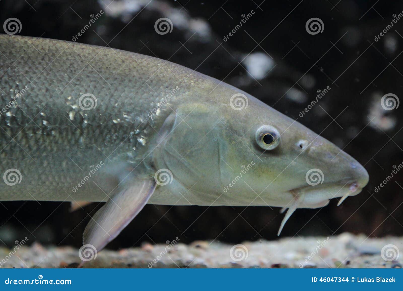 Barbel detail stock photo. Image of freshwater, european 46047344