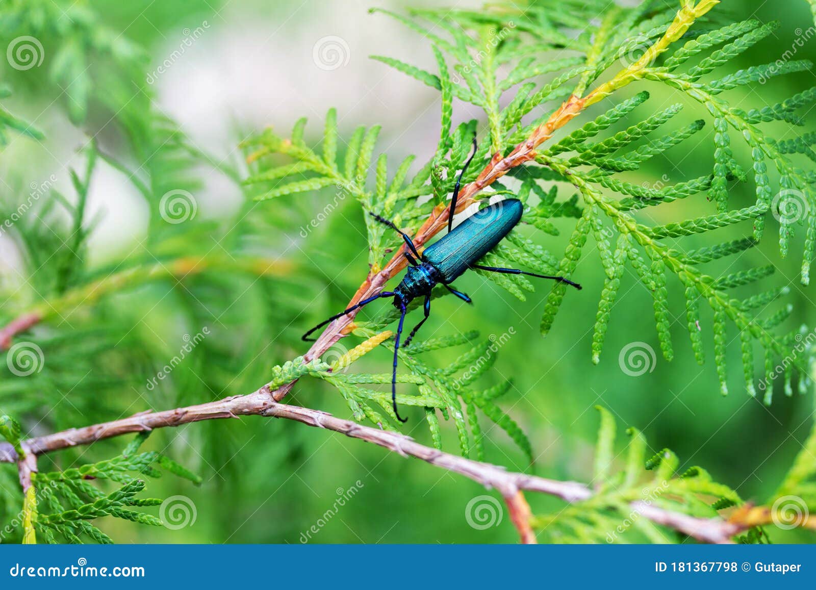 barbel musk beetle aromia moschata on a branch of a coniferous tree thuja