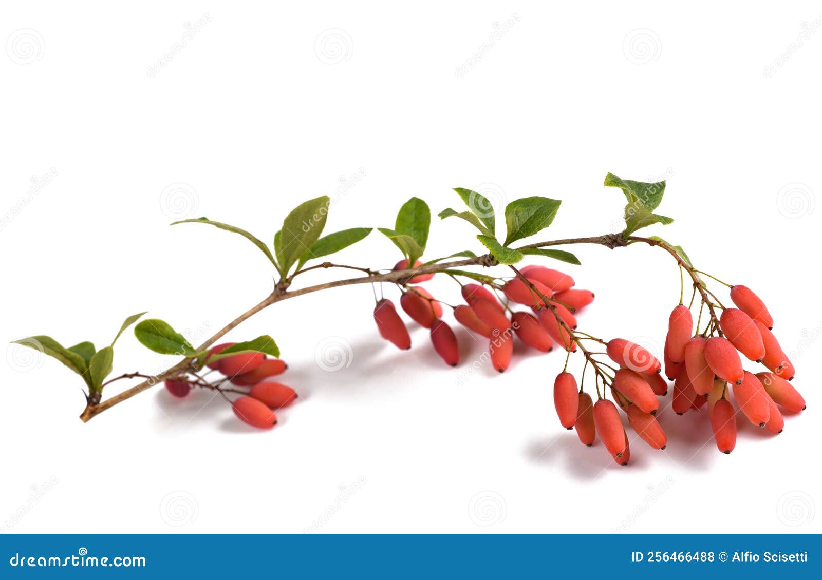 Barberry Branch with Red Berries Stock Photo Image of berries, alternative 256466488