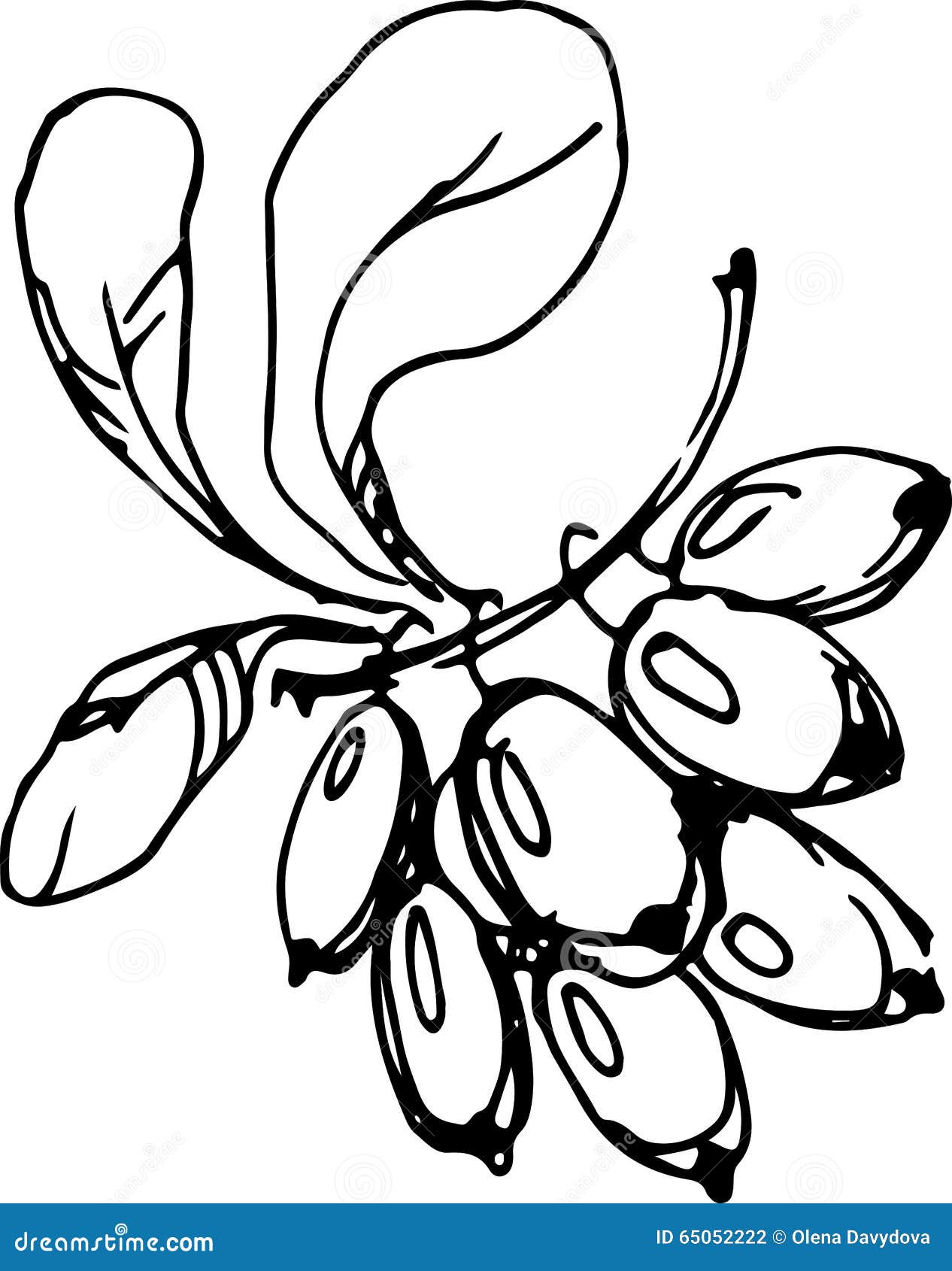 Карта жимолость шамса