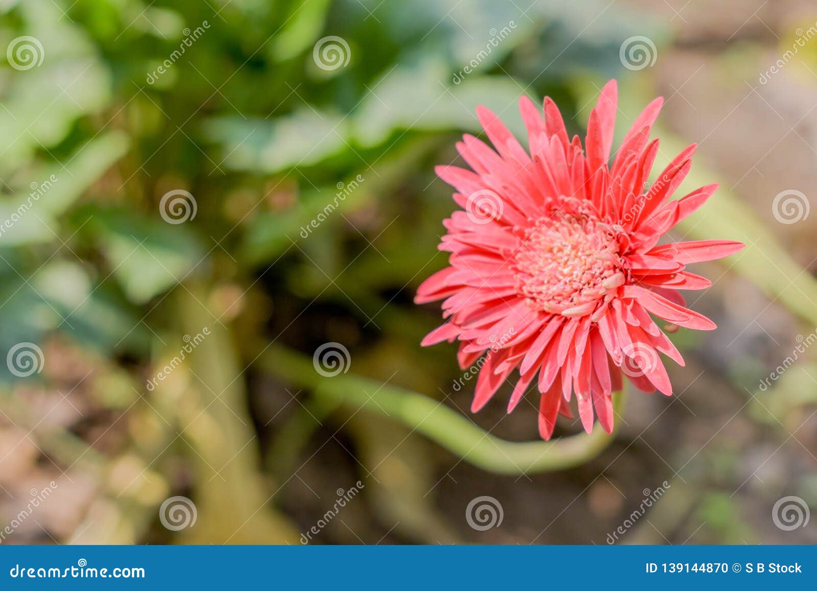 A Barberton Daisy Gerbera In Sunlight Known As Transvaal Daisy Or Barbertonse Madeliefie Gerbera Jamesonii Is A Species Of Stock Photo Image Of Clustered Botanical 139144870