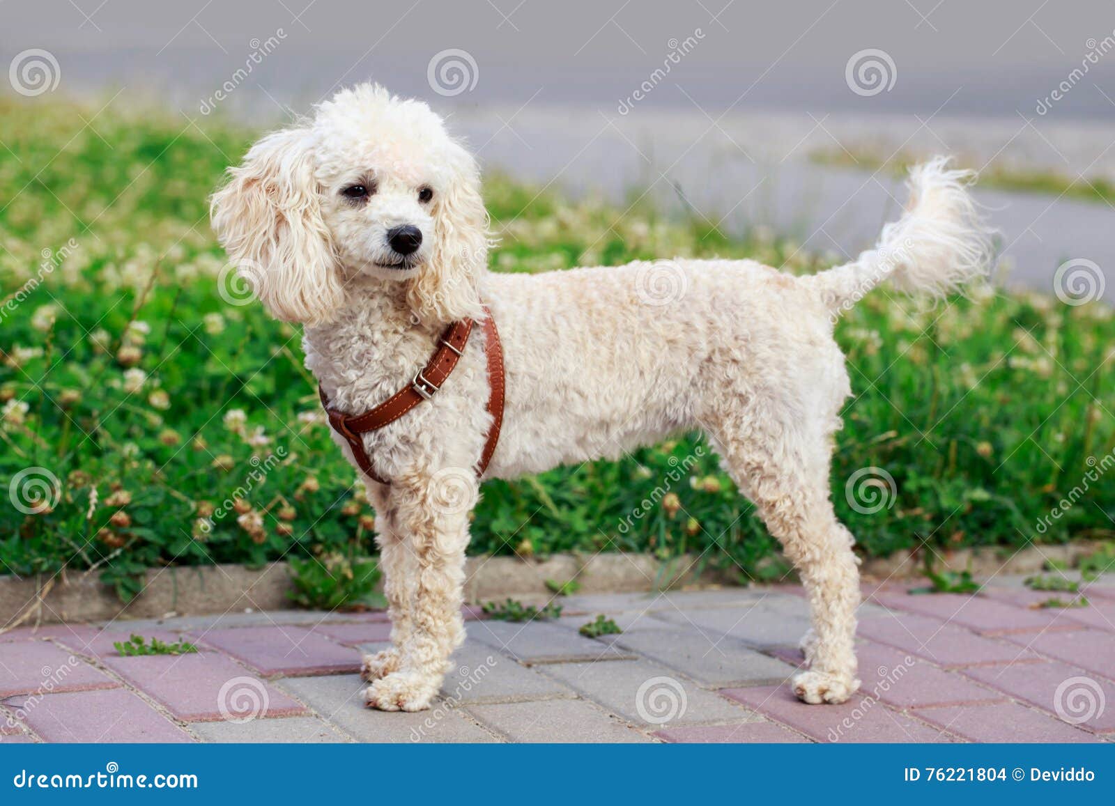 Barboncino Della Razza Del Cane Fotografia Stock Immagine Di Bianco Capelli